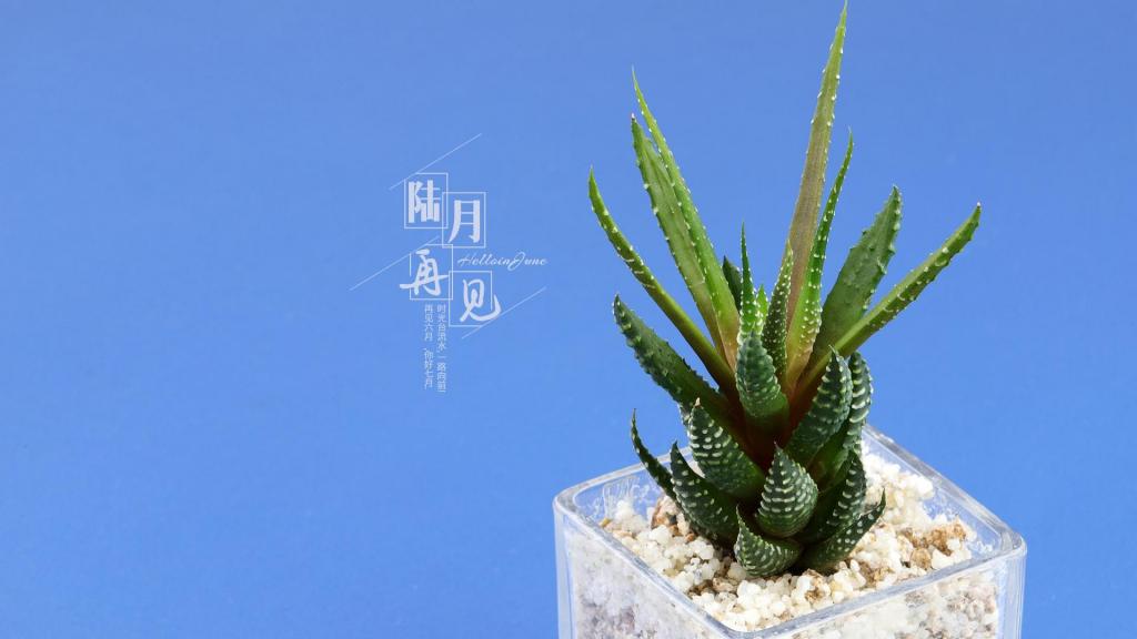 六月再见小清新文字说说图片