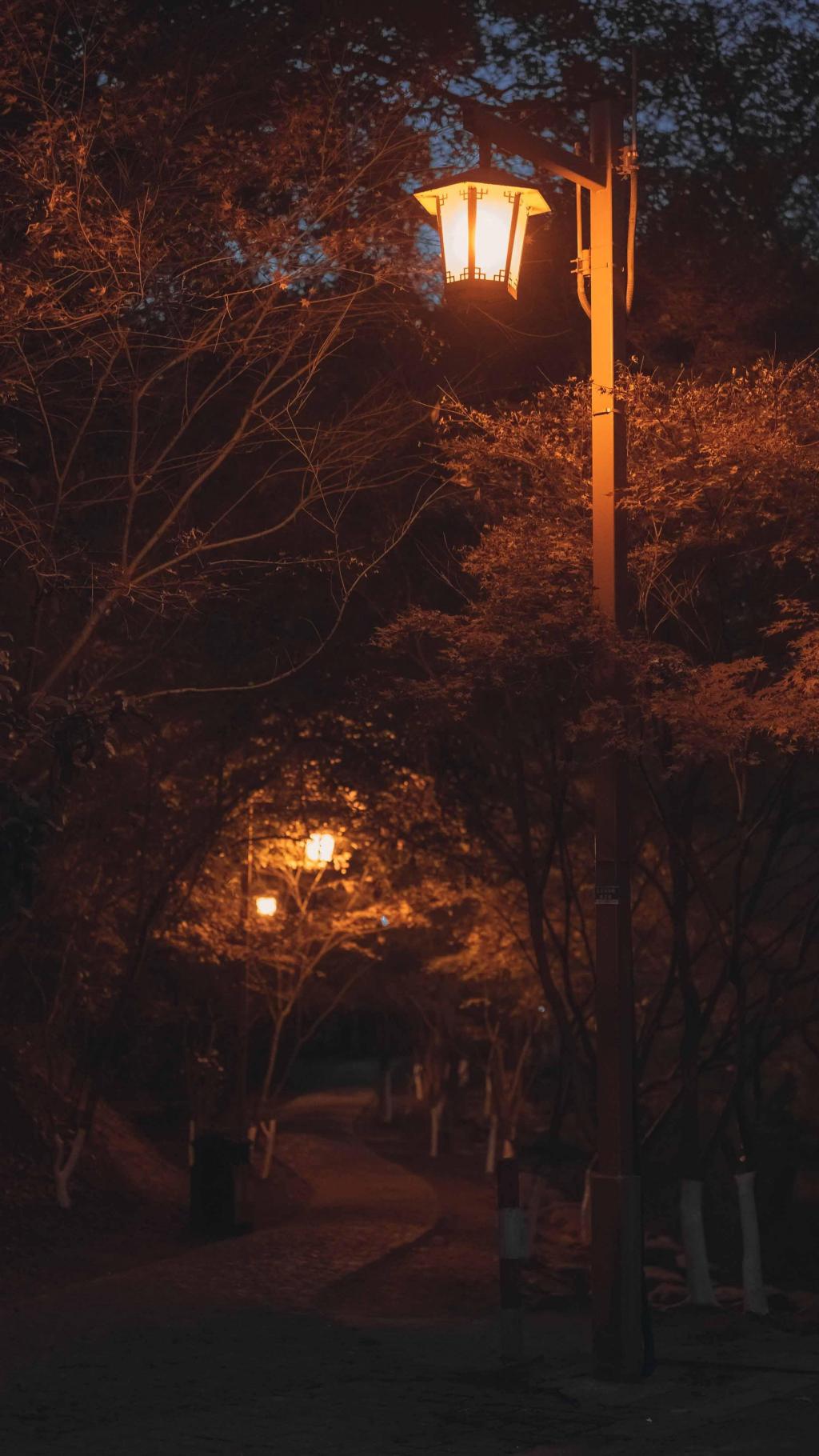 唯美九溪夜枫迷人夜景