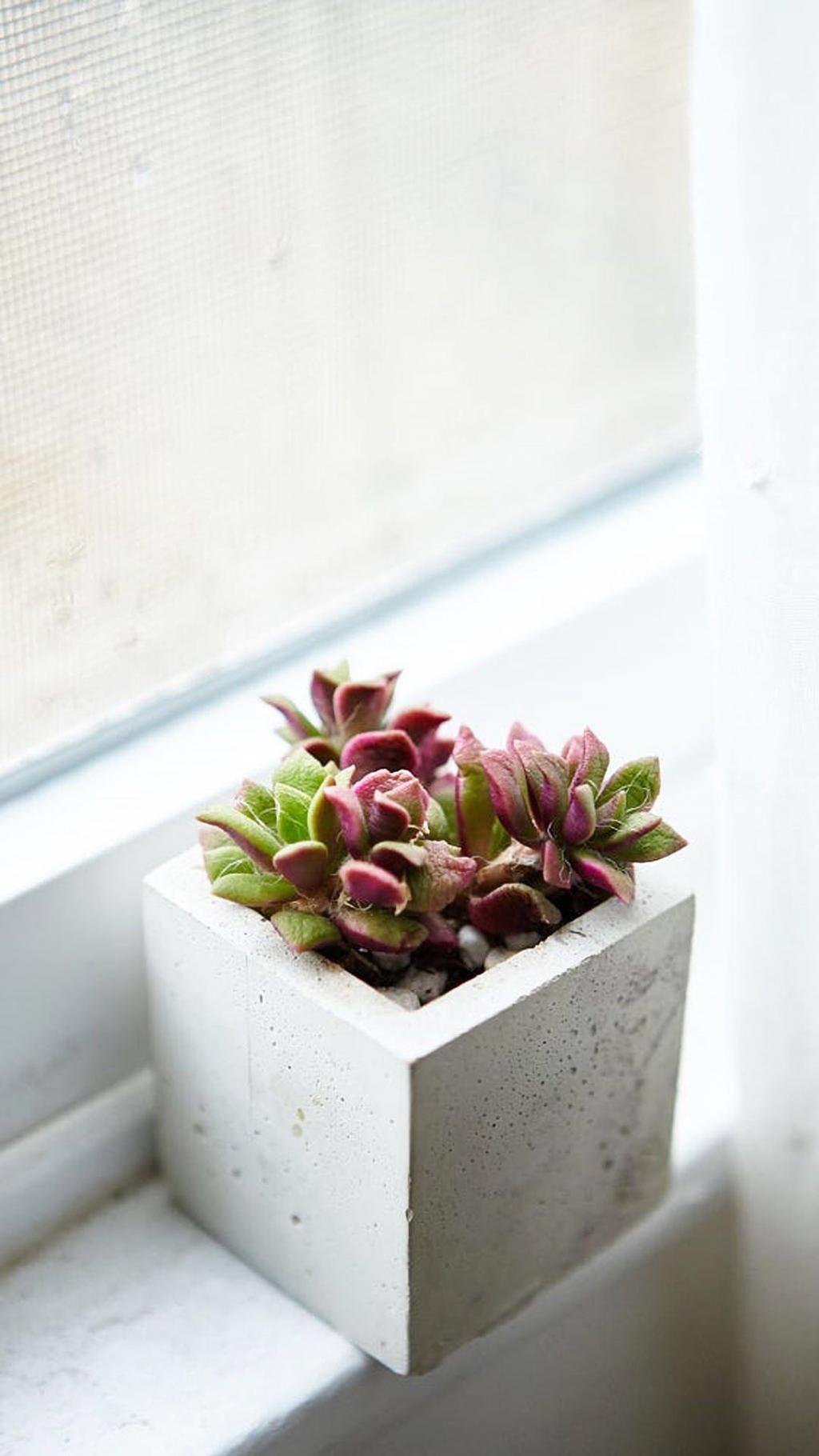 小清新植物简约写真 