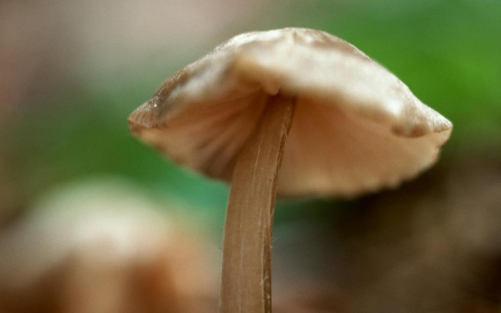野生菌类蘑菇
