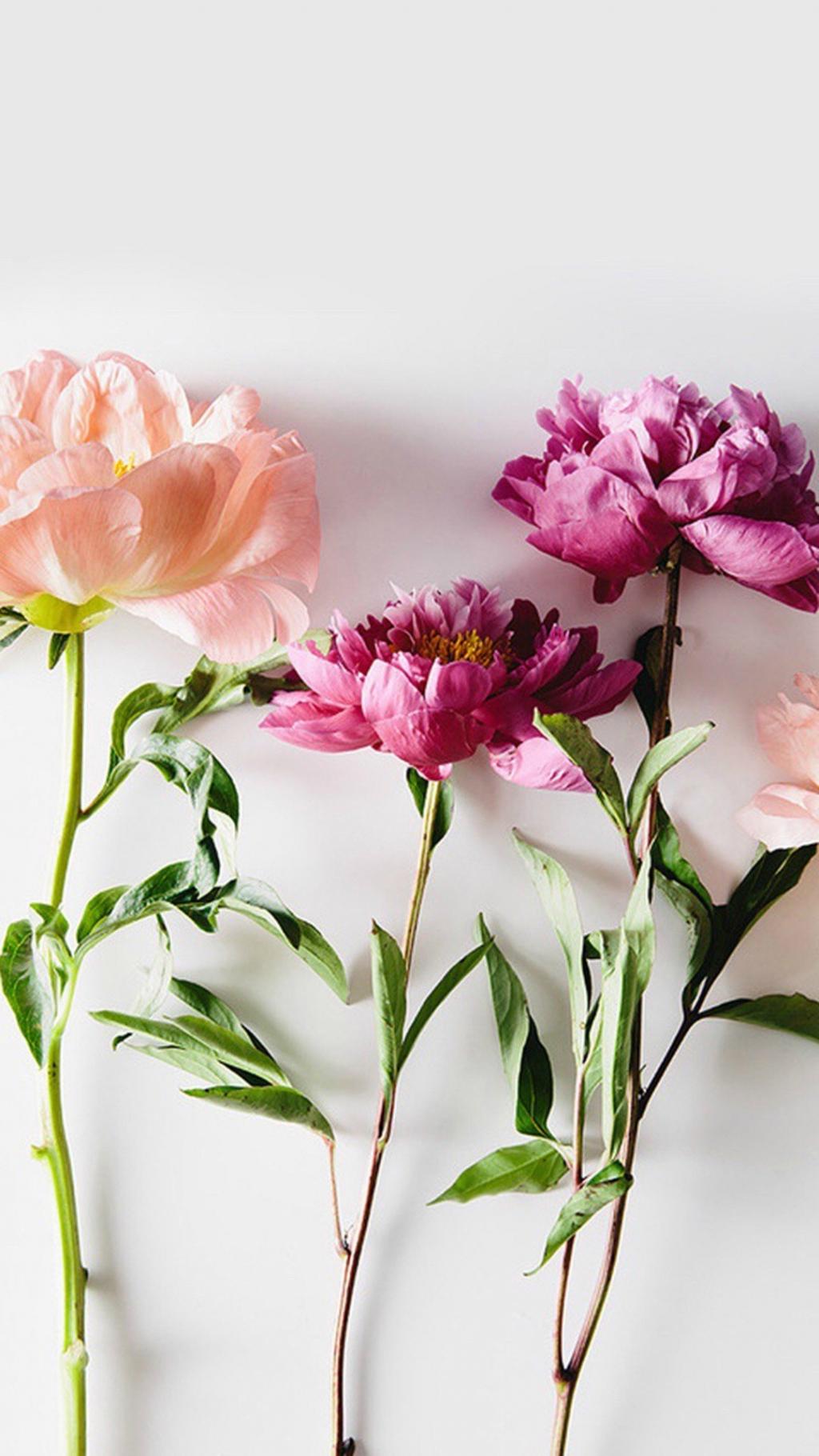 唯美花卉植物静物