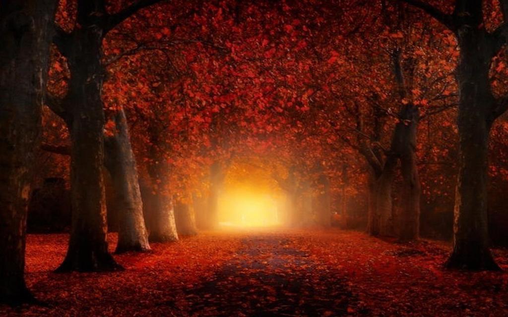 再见唯美的深秋