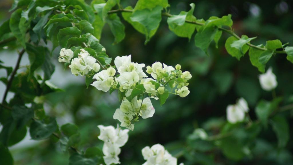 白色三角梅花卉图片