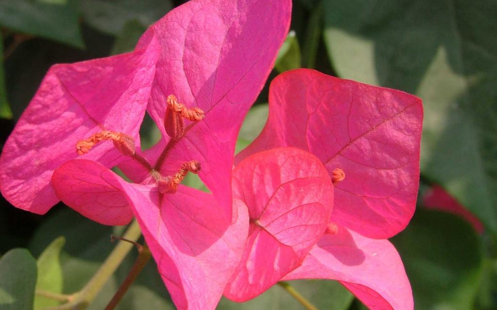 三角梅花卉图片