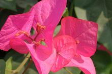 三角梅花卉图片