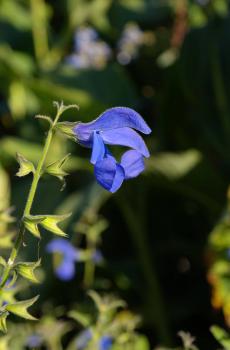 龙胆花高清图片-4