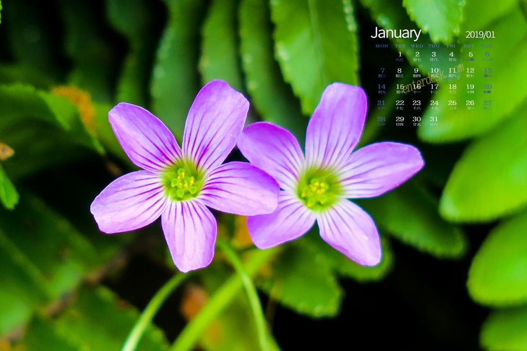 2019年1月酢浆草唯美花朵图片日历