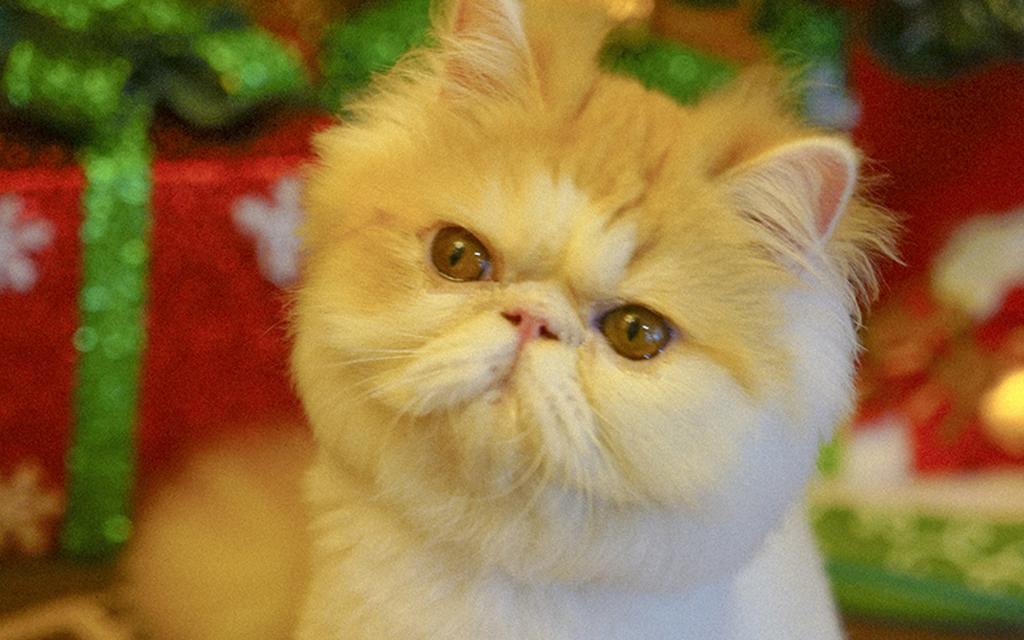 圣诞猫咪唯美写真