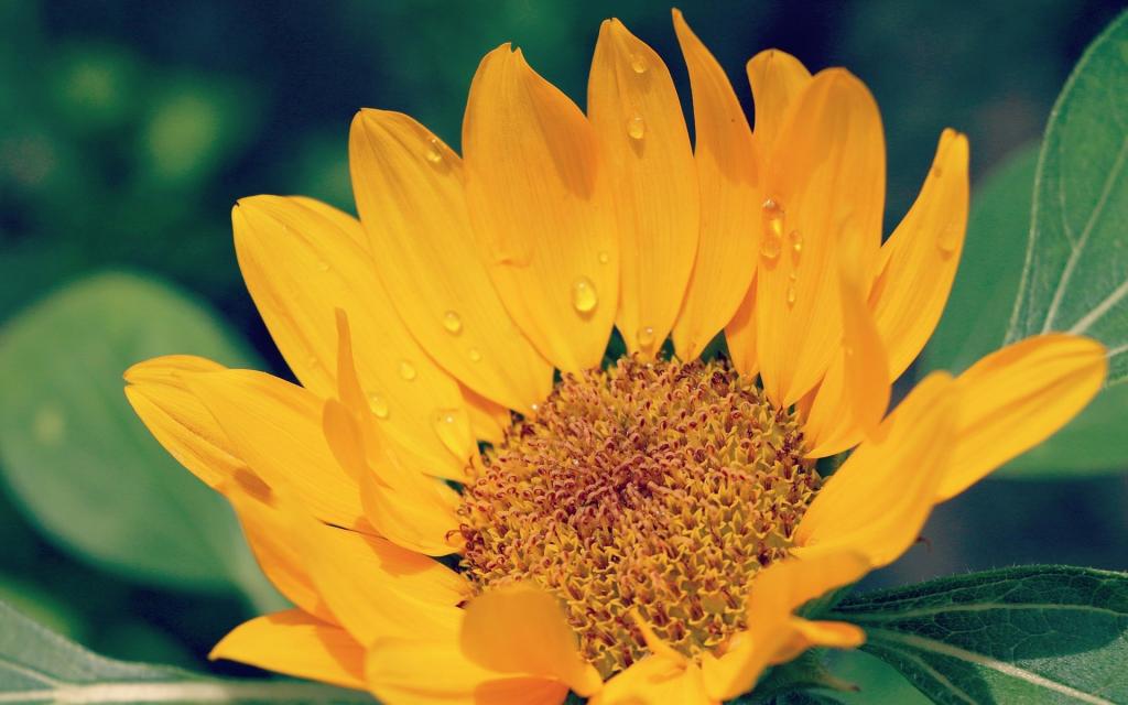 向日葵高清特写图片