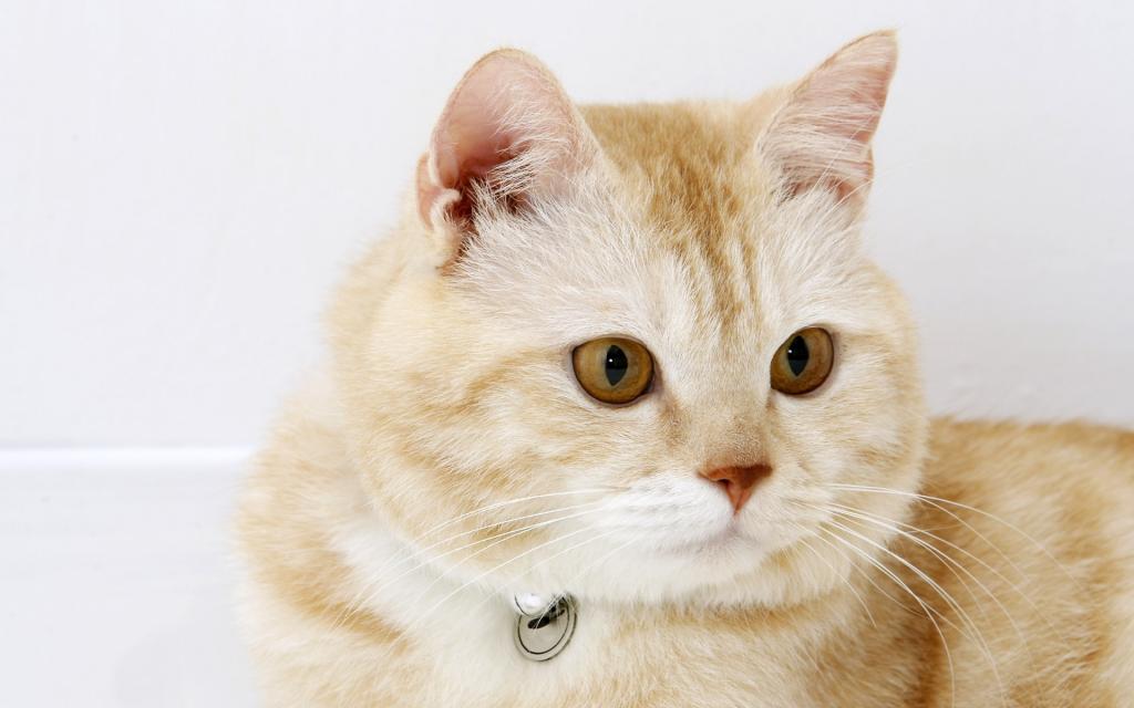 可爱的美国短毛猫写真