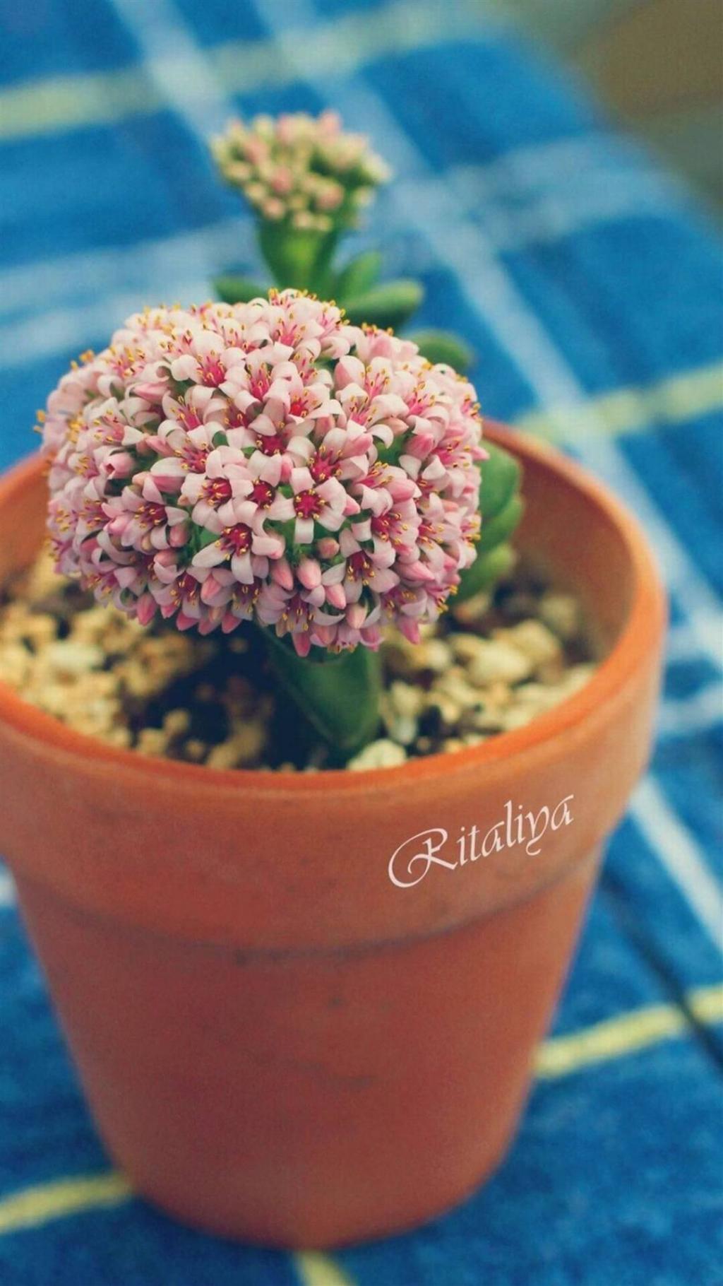 小清新花朵植物