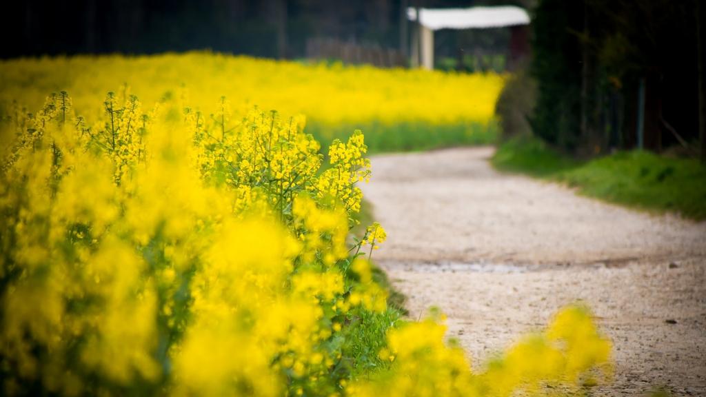 醉人的油菜花