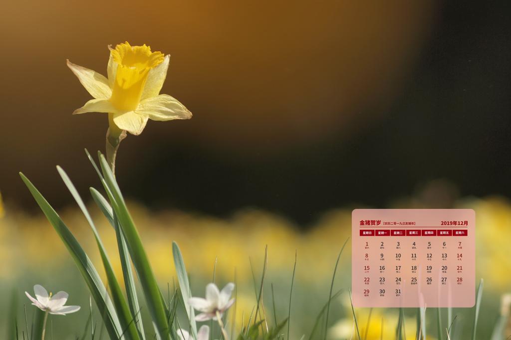 2019年12月清雅的水仙花日历