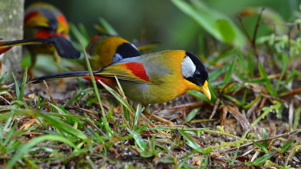 优美的银耳相思鸟