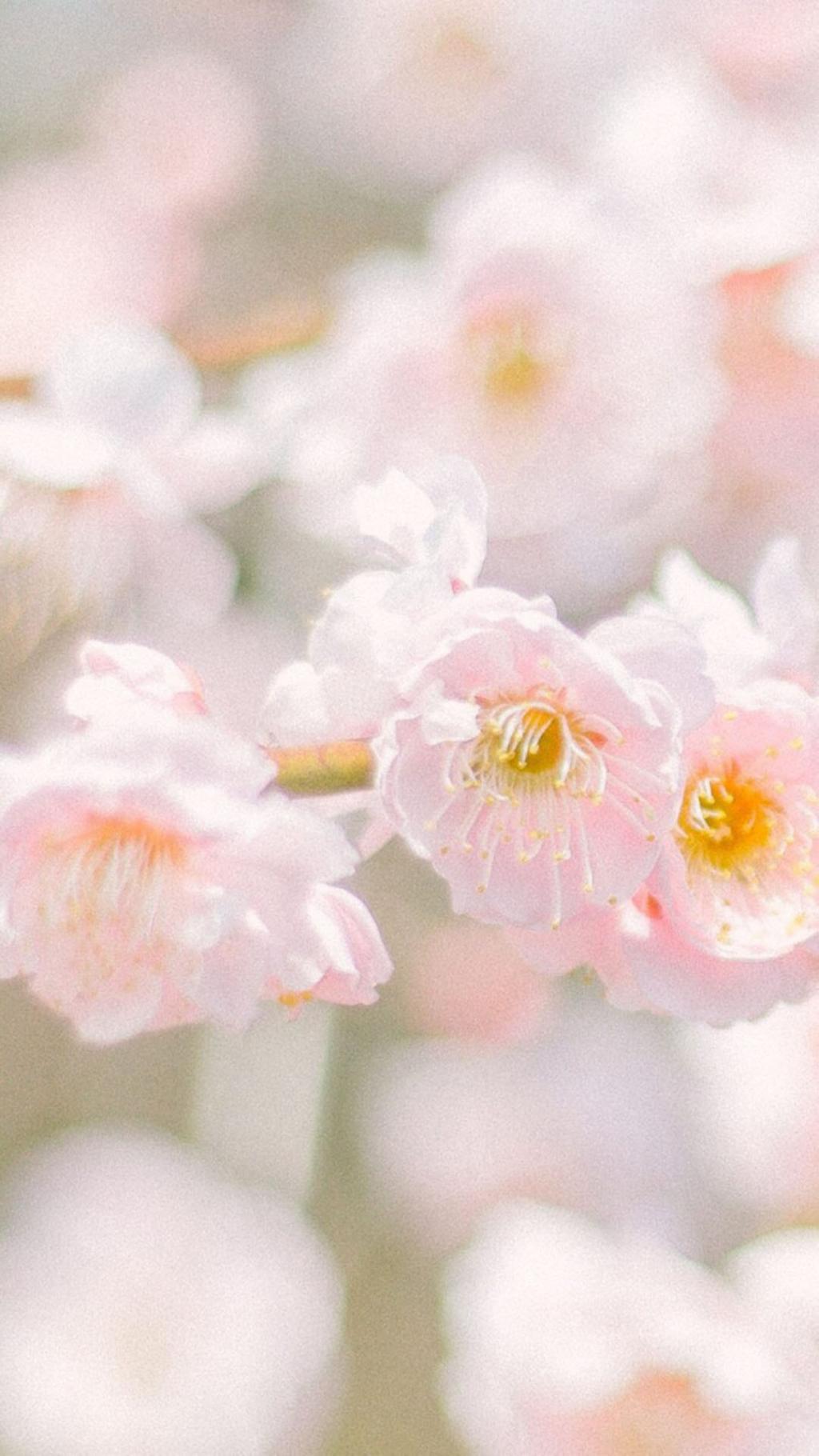 春季清新唯美花卉