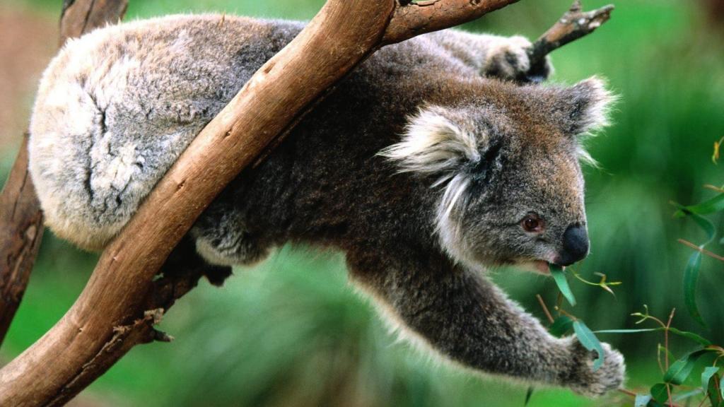 动物世界里的它们