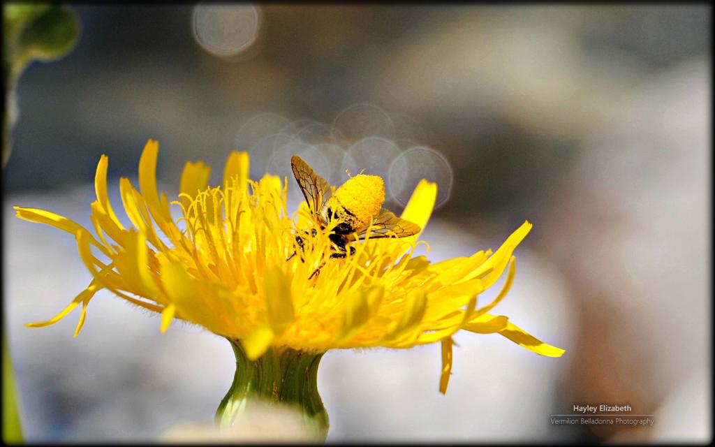 秘密花园微软Win7主题