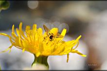 秘密花园微软Win7主题