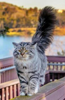 超级呆萌可爱的小猫咪户外写真-4