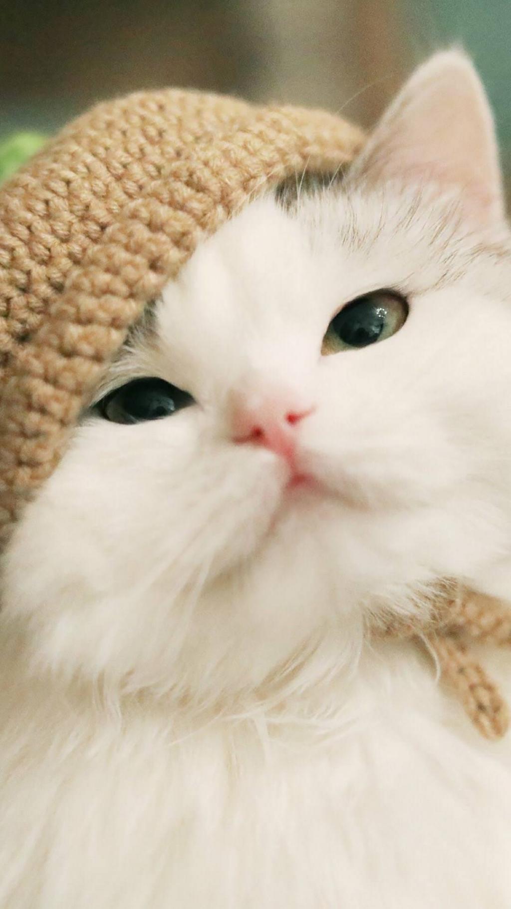 可爱猫咪萌萌哒