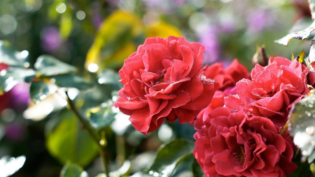 春天的一滴露水