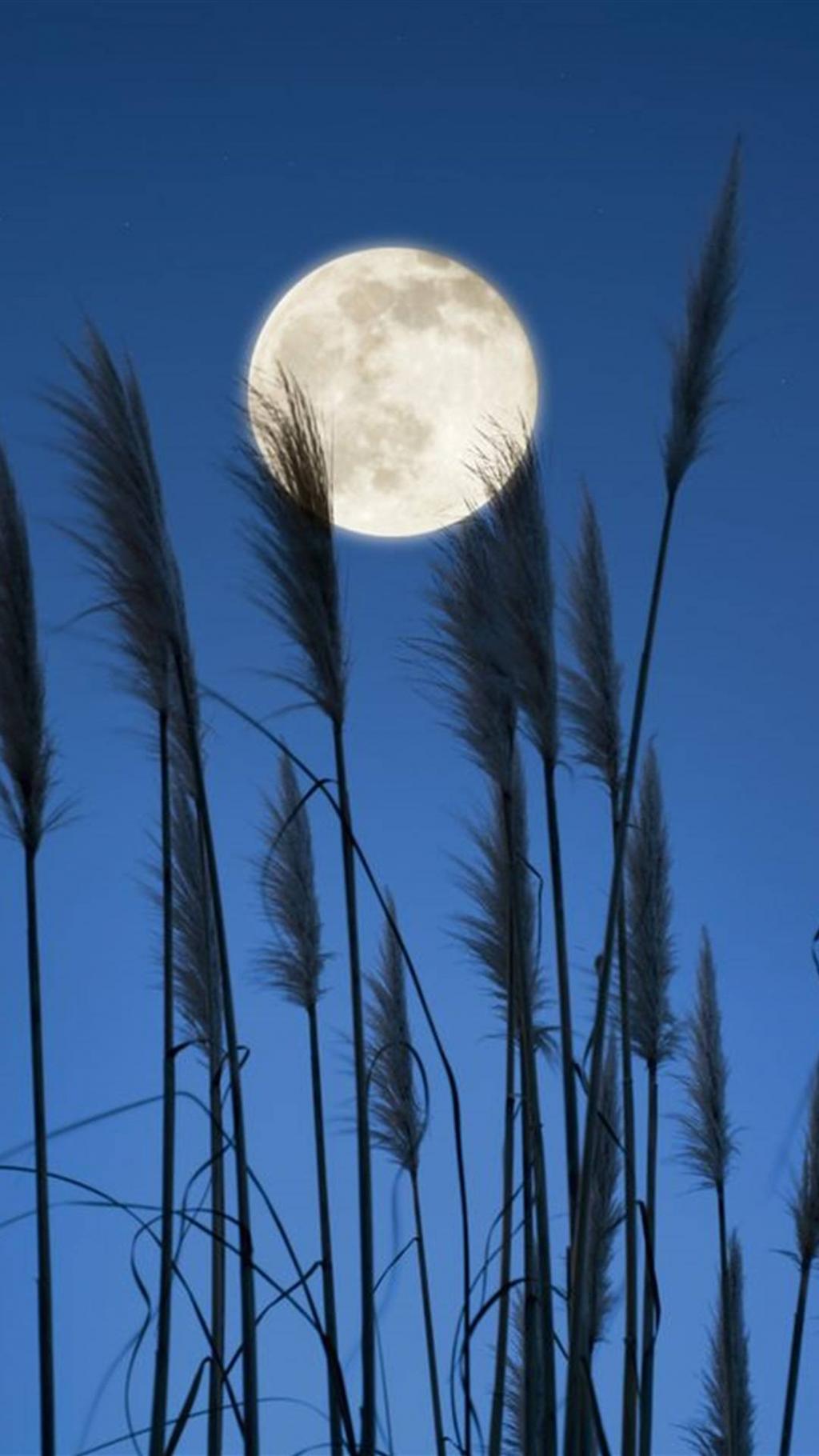 你说今晚月光那么美