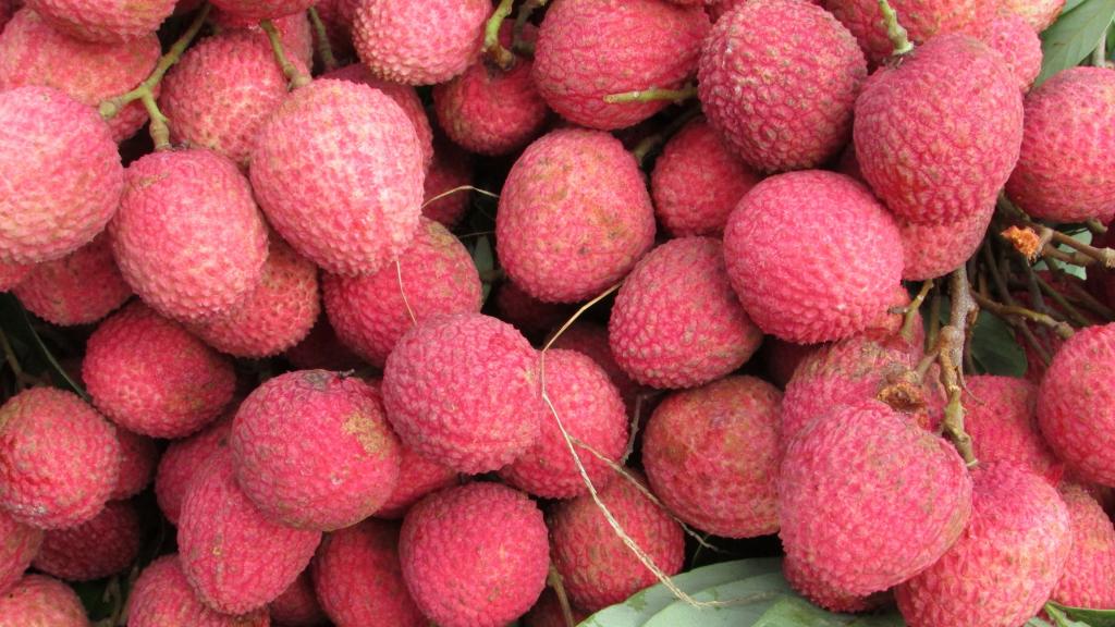 又到荔枝成熟时