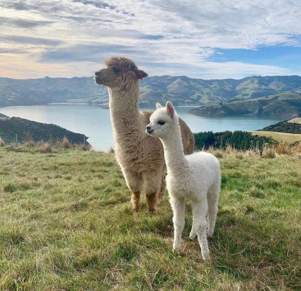 新西兰莎码拉羊驼牧场