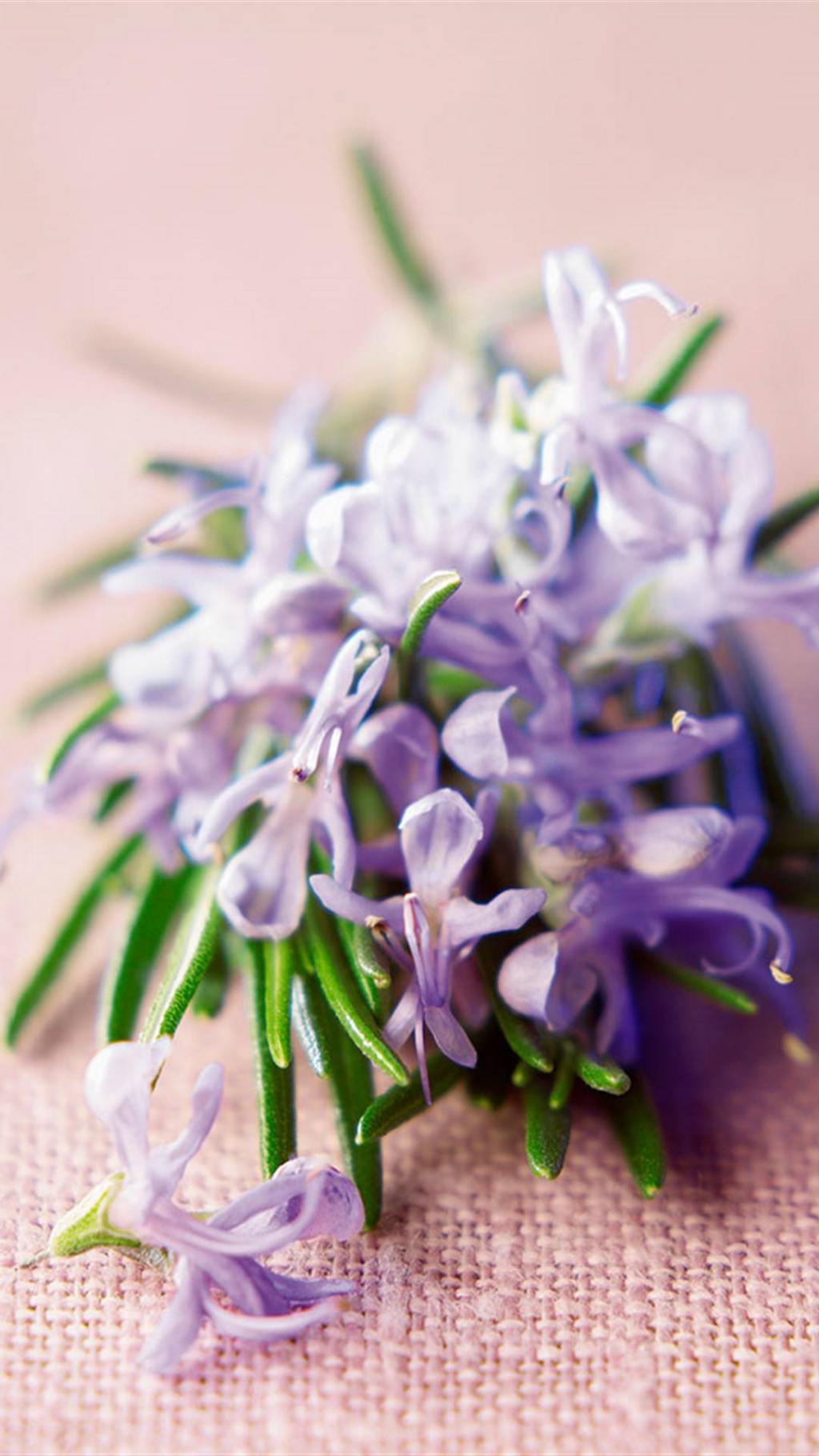 你的笑有迷迭香的味道