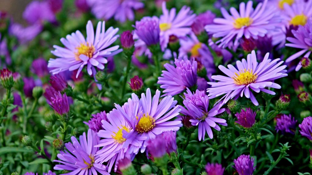 娇艳的紫色花朵