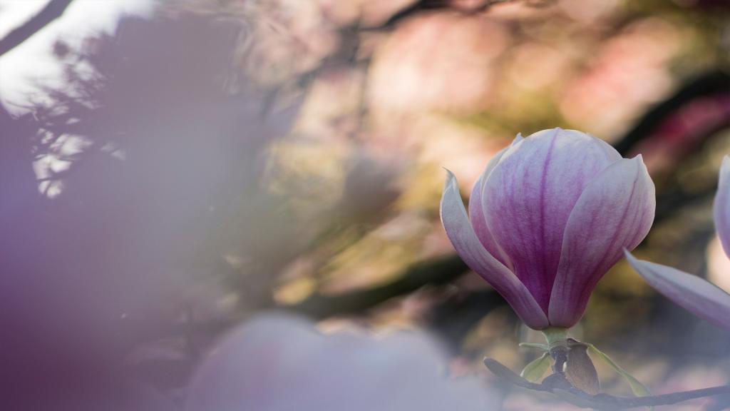 紫色的鲜花给人神秘的感觉
