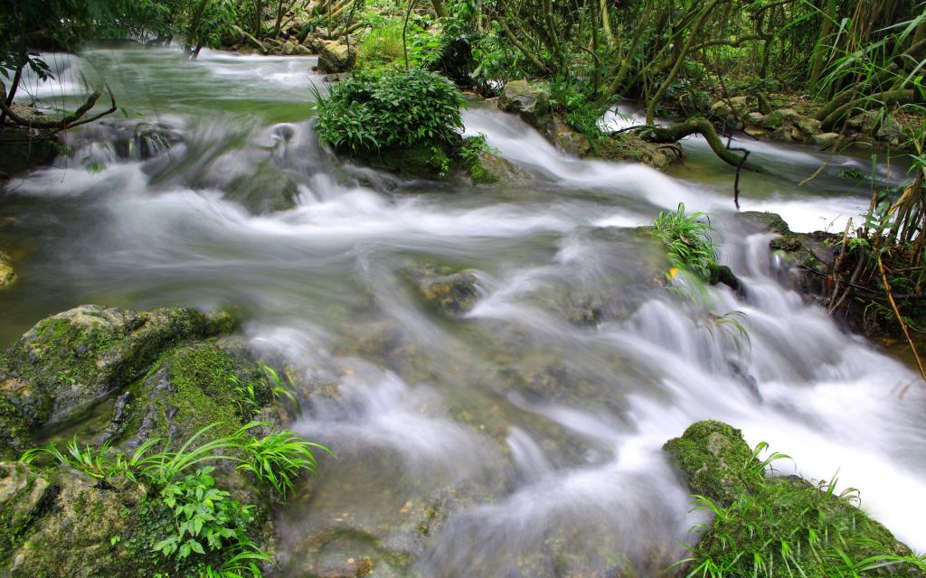 水上森林溪流美景