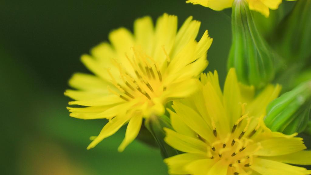 花卉植物唯美写真