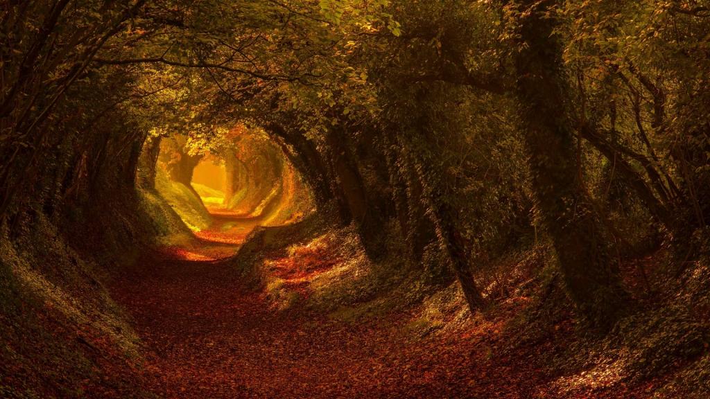 深秋火红的枫叶