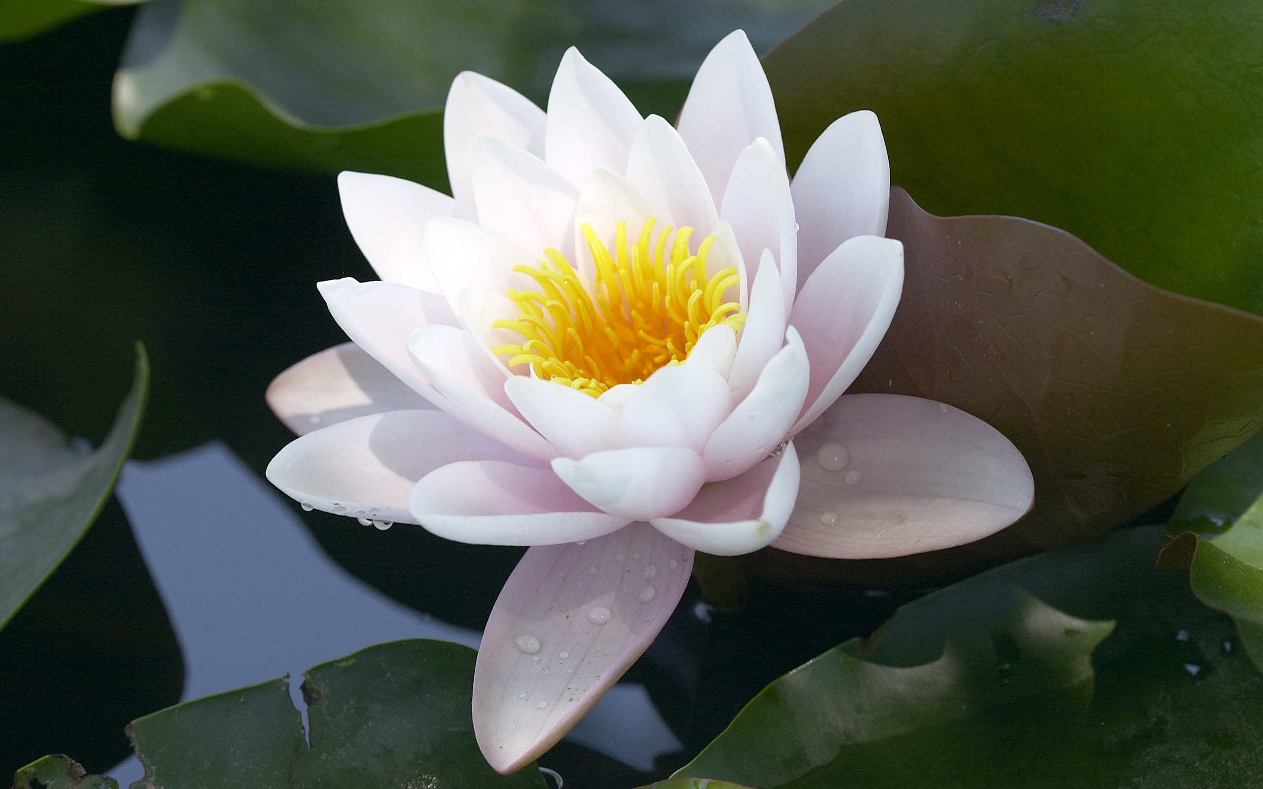 超大艳丽鲜花特写