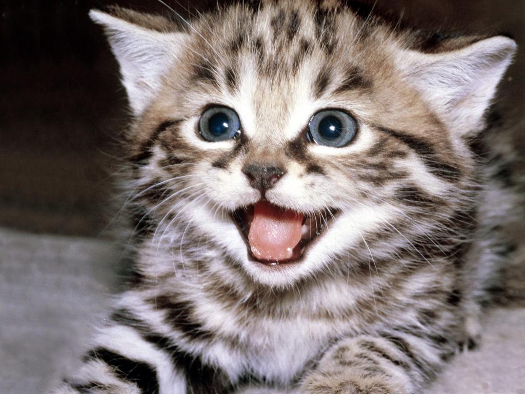 圣诞夜猫咪写真