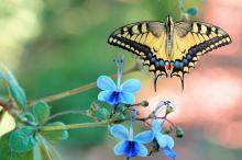 蝴蝶唯美梦幻写真