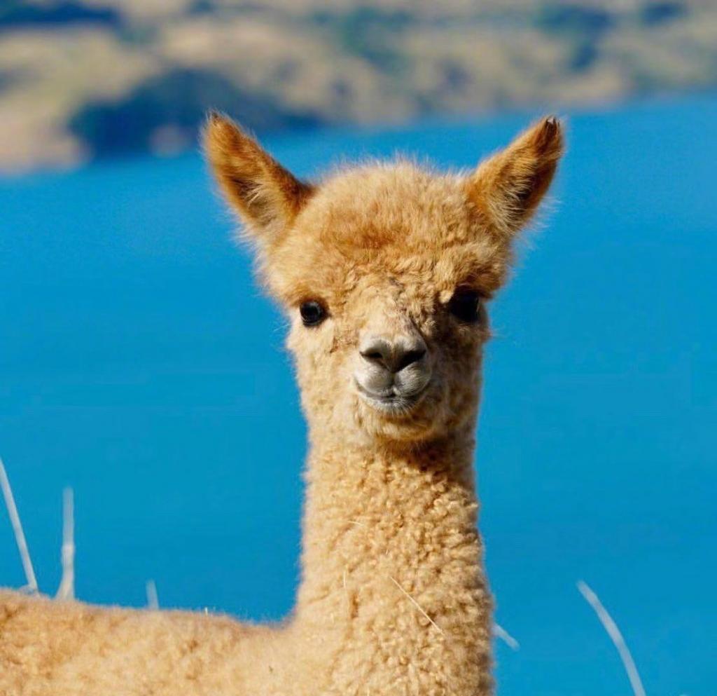 新西兰莎码拉羊驼牧场