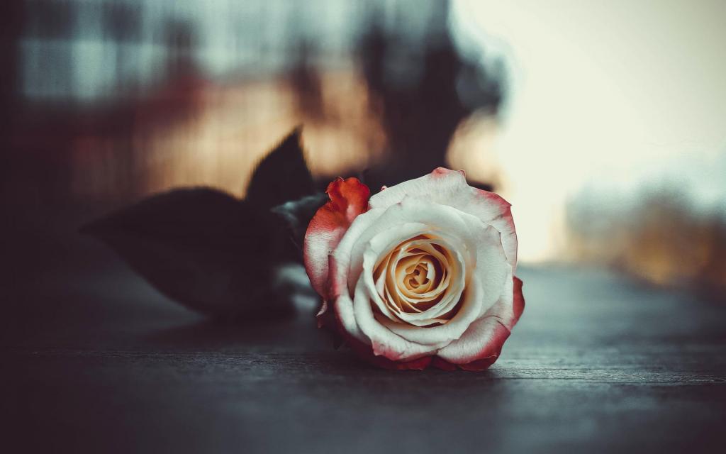 鲜艳娇艳的清新玫瑰花