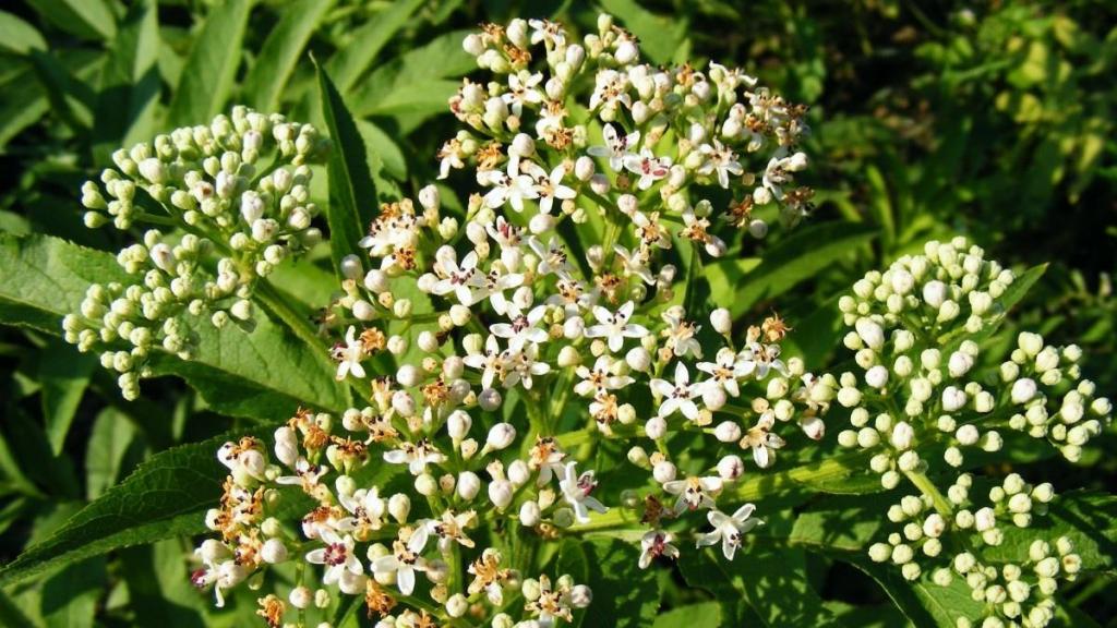 清新迷人接骨木花微距摄影