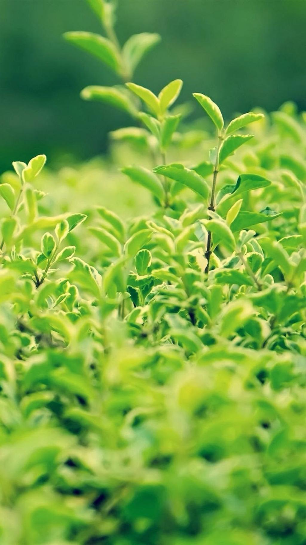 小清新唯美绿色护眼植物