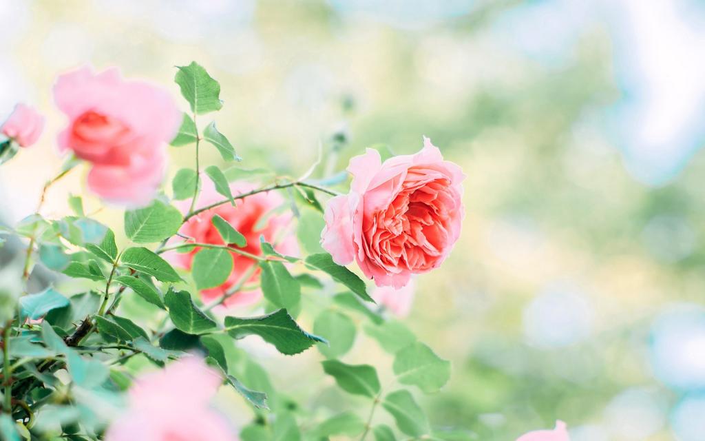 清凉的夏季来了