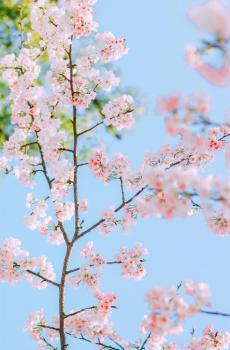 唯美迷人的樱花盛开-2