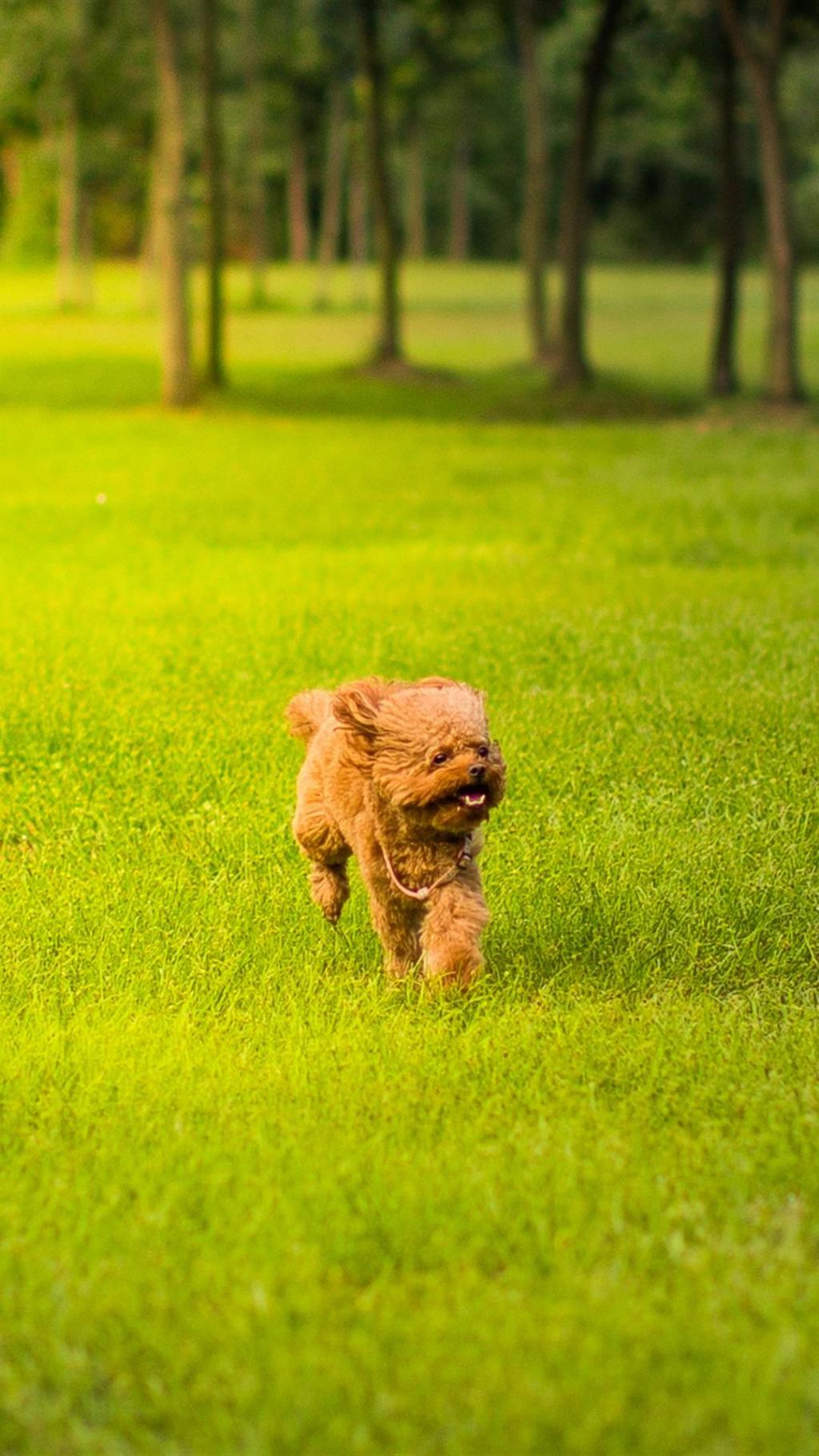可爱小巧贵宾犬