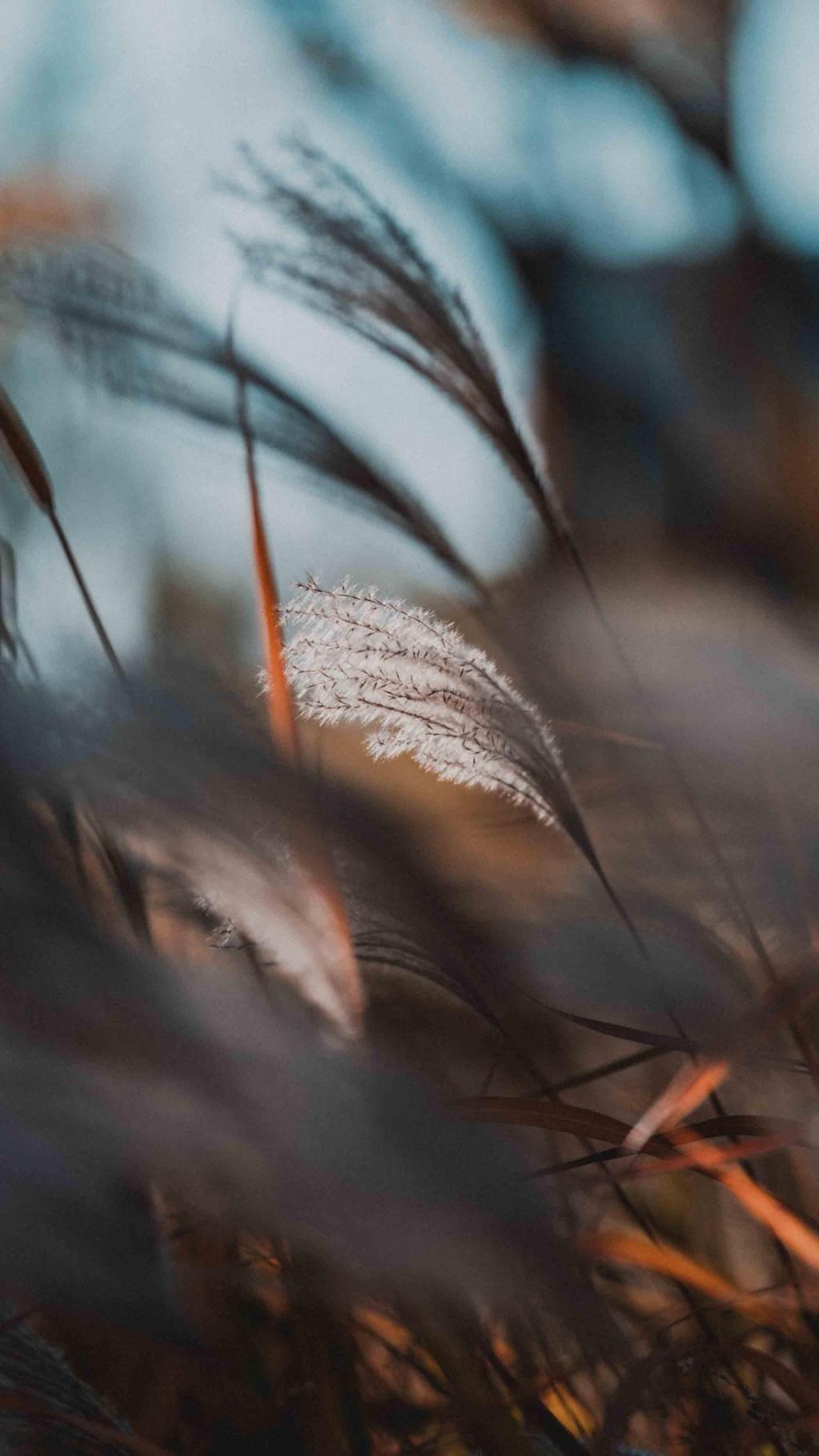 草本植物荻微距摄影