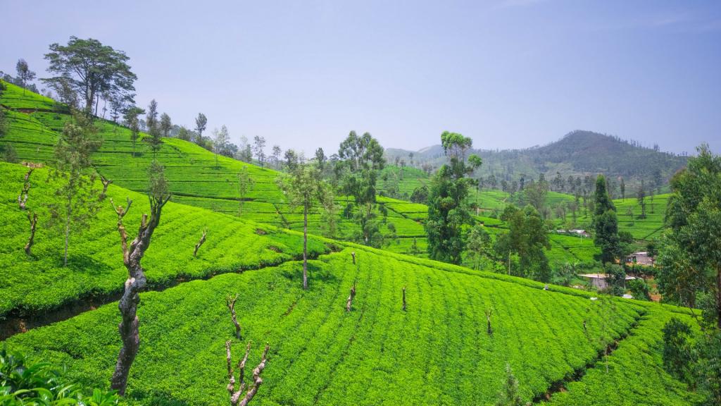 绿色茶园