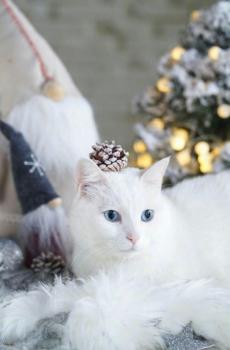 可爱圣诞白猫-5