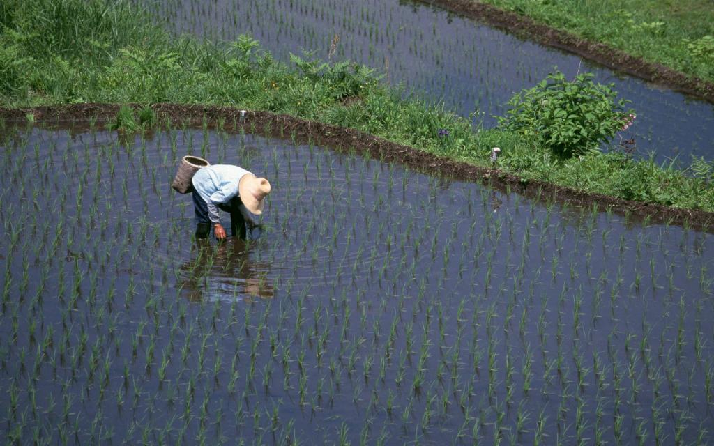 水稻田