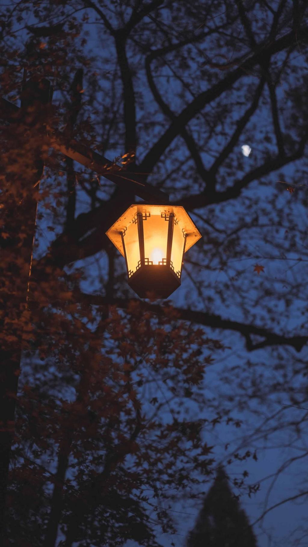 唯美九溪夜枫迷人夜景