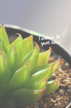 小清新唯美多肉植物-6